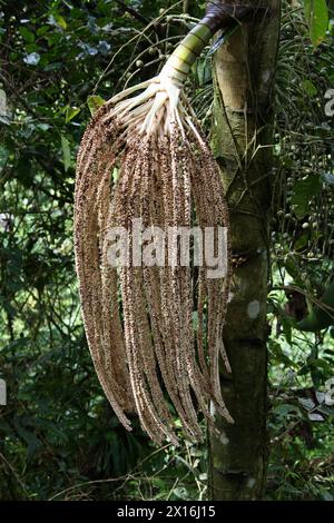 Palmier à pied, Socratea exorrhiza, Socratea, Arecaceae. Puentes Colgantes près du volcan Arenal, Costa Rica. Fleurs/fruits. Banque D'Images