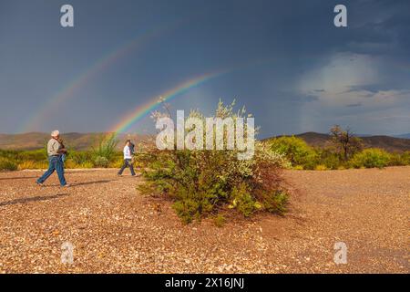 Après Rainbow storm à l'Étang des puits dans le parc national Big Bend. Banque D'Images