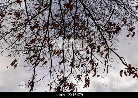 temps venteux dans le parc d'hiver chênes, le dernier feuillage sur les branches du chêne dans la saison d'hiver dans le parc Banque D'Images