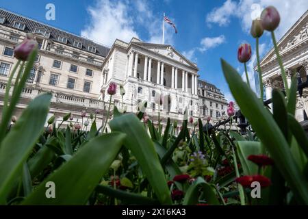 Londres, Royaume-Uni. 15 avril 2024. Tulipes en fleurs devant la Banque d'Angleterre dans la City de Londres. Un rapport de Ben Bernanke, l’ancien chef de la réserve fédérale américaine, a critiqué le récent bilan de la Banque d’Angleterre en matière de prévisions de l’inflation et de la trajectoire des taux d’intérêt, qui ont été sapés par des méthodes obsolètes, de vieux logiciels et un manque de communication claire avec le public. Credit : Stephen Chung / Alamy Live News Banque D'Images