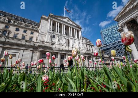 Londres, Royaume-Uni. 15 avril 2024. Tulipes en fleurs devant la Banque d'Angleterre dans la City de Londres. Un rapport de Ben Bernanke, l’ancien chef de la réserve fédérale américaine, a critiqué le récent bilan de la Banque d’Angleterre en matière de prévisions de l’inflation et de la trajectoire des taux d’intérêt, qui ont été sapés par des méthodes obsolètes, de vieux logiciels et un manque de communication claire avec le public. Credit : Stephen Chung / Alamy Live News Banque D'Images