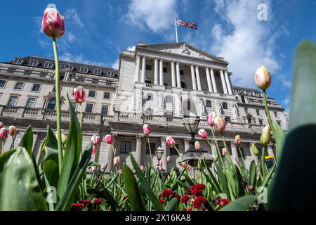 Londres, Royaume-Uni. 15 avril 2024. Tulipes en fleurs devant la Banque d'Angleterre dans la City de Londres. Un rapport de Ben Bernanke, l’ancien chef de la réserve fédérale américaine, a critiqué le récent bilan de la Banque d’Angleterre en matière de prévisions de l’inflation et de la trajectoire des taux d’intérêt, qui ont été sapés par des méthodes obsolètes, de vieux logiciels et un manque de communication claire avec le public. Credit : Stephen Chung / Alamy Live News Banque D'Images