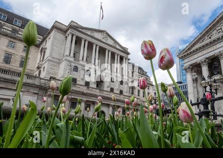 Londres, Royaume-Uni. 15 avril 2024. Tulipes en fleurs devant la Banque d'Angleterre dans la City de Londres. Un rapport de Ben Bernanke, l’ancien chef de la réserve fédérale américaine, a critiqué le récent bilan de la Banque d’Angleterre en matière de prévisions de l’inflation et de la trajectoire des taux d’intérêt, qui ont été sapés par des méthodes obsolètes, de vieux logiciels et un manque de communication claire avec le public. Credit : Stephen Chung / Alamy Live News Banque D'Images