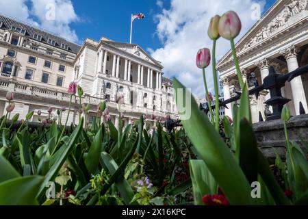 Londres, Royaume-Uni. 15 avril 2024. Tulipes en fleurs devant la Banque d'Angleterre dans la City de Londres. Un rapport de Ben Bernanke, l’ancien chef de la réserve fédérale américaine, a critiqué le récent bilan de la Banque d’Angleterre en matière de prévisions de l’inflation et de la trajectoire des taux d’intérêt, qui ont été sapés par des méthodes obsolètes, de vieux logiciels et un manque de communication claire avec le public. Credit : Stephen Chung / Alamy Live News Banque D'Images