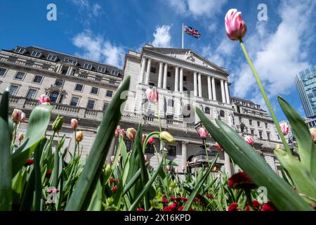 Londres, Royaume-Uni. 15 avril 2024. Tulipes en fleurs devant la Banque d'Angleterre dans la City de Londres. Un rapport de Ben Bernanke, l’ancien chef de la réserve fédérale américaine, a critiqué le récent bilan de la Banque d’Angleterre en matière de prévisions de l’inflation et de la trajectoire des taux d’intérêt, qui ont été sapés par des méthodes obsolètes, de vieux logiciels et un manque de communication claire avec le public. Credit : Stephen Chung / Alamy Live News Banque D'Images