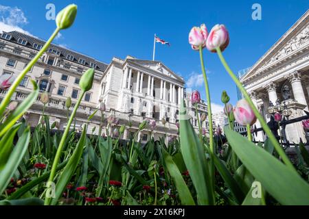 Londres, Royaume-Uni. 15 avril 2024. Tulipes en fleurs devant la Banque d'Angleterre dans la City de Londres. Un rapport de Ben Bernanke, l’ancien chef de la réserve fédérale américaine, a critiqué le récent bilan de la Banque d’Angleterre en matière de prévisions de l’inflation et de la trajectoire des taux d’intérêt, qui ont été sapés par des méthodes obsolètes, de vieux logiciels et un manque de communication claire avec le public. Credit : Stephen Chung / Alamy Live News Banque D'Images