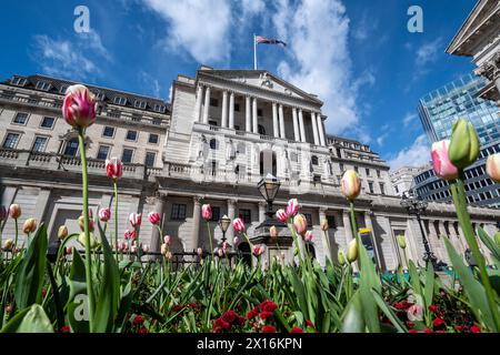 Londres, Royaume-Uni. 15 avril 2024. Tulipes en fleurs devant la Banque d'Angleterre dans la City de Londres. Un rapport de Ben Bernanke, l’ancien chef de la réserve fédérale américaine, a critiqué le récent bilan de la Banque d’Angleterre en matière de prévisions de l’inflation et de la trajectoire des taux d’intérêt, qui ont été sapés par des méthodes obsolètes, de vieux logiciels et un manque de communication claire avec le public. Credit : Stephen Chung / Alamy Live News Banque D'Images