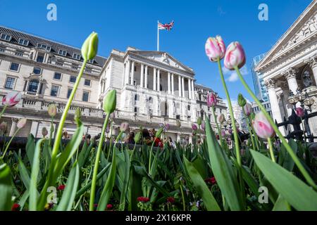 Londres, Royaume-Uni. 15 avril 2024. Tulipes en fleurs devant la Banque d'Angleterre dans la City de Londres. Un rapport de Ben Bernanke, l’ancien chef de la réserve fédérale américaine, a critiqué le récent bilan de la Banque d’Angleterre en matière de prévisions de l’inflation et de la trajectoire des taux d’intérêt, qui ont été sapés par des méthodes obsolètes, de vieux logiciels et un manque de communication claire avec le public. Credit : Stephen Chung / Alamy Live News Banque D'Images