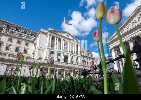 Londres, Royaume-Uni. 15 avril 2024. Tulipes en fleurs devant la Banque d'Angleterre dans la City de Londres. Un rapport de Ben Bernanke, l’ancien chef de la réserve fédérale américaine, a critiqué le récent bilan de la Banque d’Angleterre en matière de prévisions de l’inflation et de la trajectoire des taux d’intérêt, qui ont été sapés par des méthodes obsolètes, de vieux logiciels et un manque de communication claire avec le public. Credit : Stephen Chung / Alamy Live News Banque D'Images