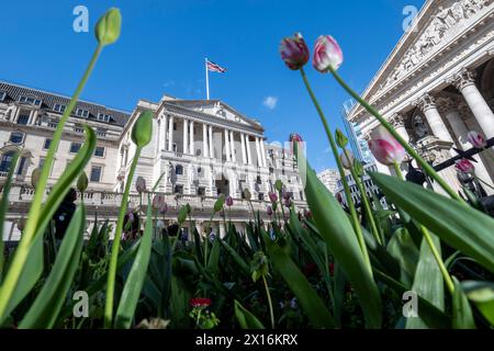 Londres, Royaume-Uni. 15 avril 2024. Tulipes en fleurs devant la Banque d'Angleterre dans la City de Londres. Un rapport de Ben Bernanke, l’ancien chef de la réserve fédérale américaine, a critiqué le récent bilan de la Banque d’Angleterre en matière de prévisions de l’inflation et de la trajectoire des taux d’intérêt, qui ont été sapés par des méthodes obsolètes, de vieux logiciels et un manque de communication claire avec le public. Credit : Stephen Chung / Alamy Live News Banque D'Images