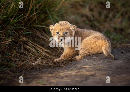 Portrait d'un très jeune lion sous la douce lumière du matin à la réserve nationale du Masai Mara, Kenya Banque D'Images
