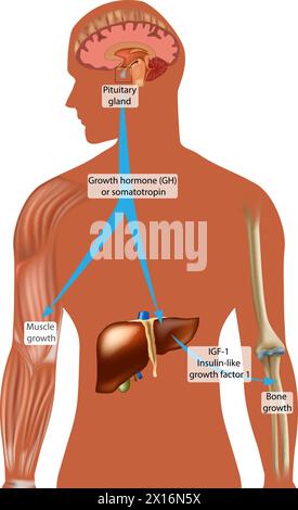 Contrôle endocrinien de la croissance. Hormone de croissance GH ou somatotropine. IGF-1, facteur de croissance analogue à l'insuline 1. Illustration de Vecteur