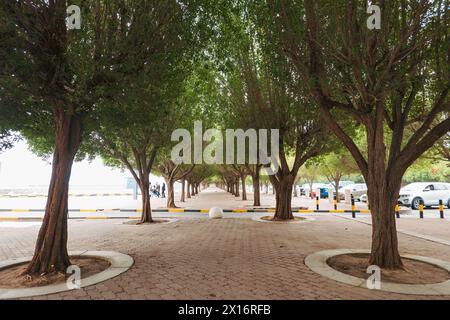 Une avenue d'arbres donne une couverture d'ombre bordant un chemin piétonnier le long de la plage de Dasman, Koweït Banque D'Images