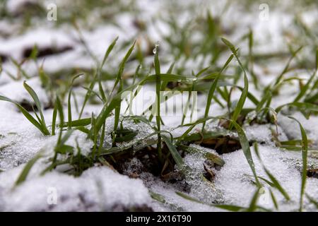 blé vert en hiver, germe de blé vert sous la neige en hiver Banque D'Images