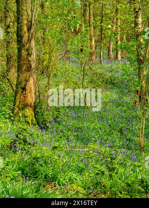 Bluebell Woods au printemps sur les pentes inférieures du Wrekin, une colline dans la région de Shropshire Hills d'une beauté naturelle exceptionnelle, Shropshire, Angleterre Royaume-Uni. Banque D'Images