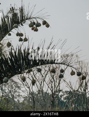 Tisserand endémique du renard en Ouganda, parc national de la Reine Elizabeth Banque D'Images