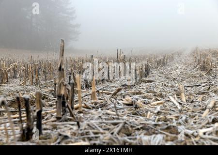 champ de maïs avec de la neige après la récolte, récolte de maïs mal récoltée restant pour l'hiver Banque D'Images