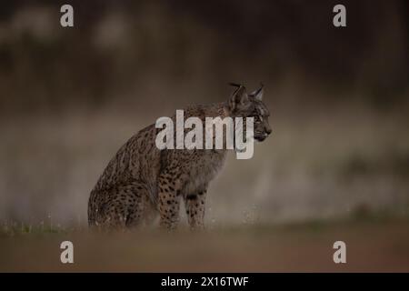 Lynx ibérique, (Lynx pardinus), Castille, Espagne Banque D'Images