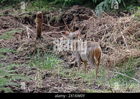 Cerf Muntjac femelle dans la forêt de Dean Gloucestershire Banque D'Images