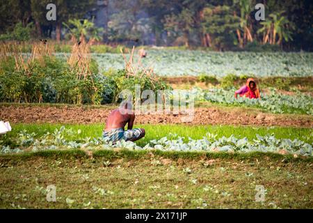 Mode de vie quotidien des gens de la rue du bangladesh, les agriculteurs travaillent dans leurs champs de légumes le 26 décembre 2023, Banque D'Images