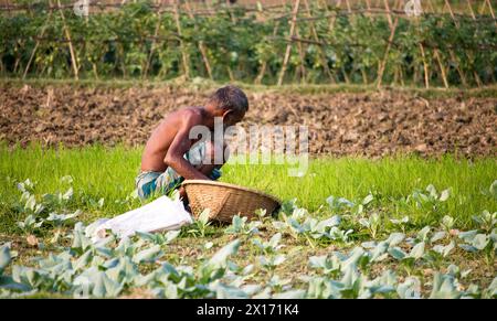 Mode de vie quotidien des gens de la rue du bangladesh, les agriculteurs travaillent dans leurs champs de légumes le 26 décembre 2023, Banque D'Images