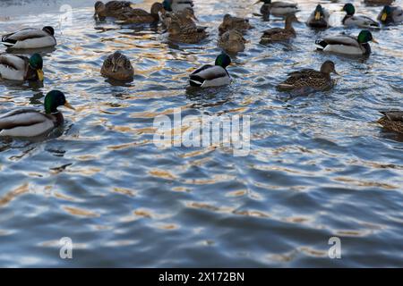 un grand nombre de canards sauvages flottant sur la rivière en hiver, les canards attendent de se nourrir pendant les gelées hivernales Banque D'Images