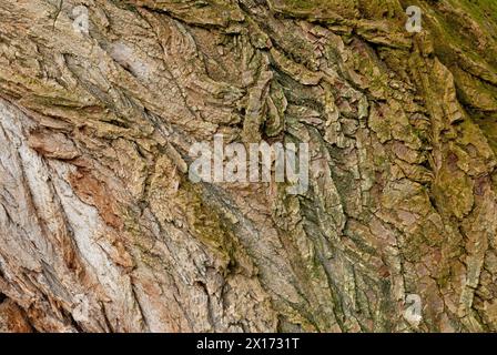Peuplier, écorce de Populus, texture du bois, gros plan. Avec une fine couche de mousse. Vieux gros tronc d'arbre fissuré. Fond abstrait naturel. Trencin, Slovaquie Banque D'Images