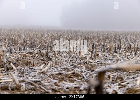 champ de maïs avec de la neige après la récolte, récolte de maïs mal récoltée restant pour l'hiver Banque D'Images