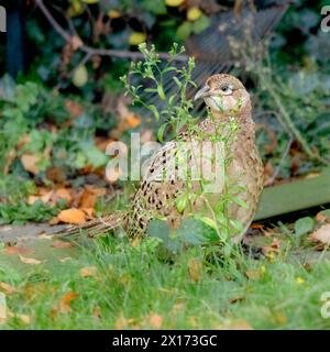 Faisans communs, Pheasant, visite d'un Bedfordshire Garden UK Banque D'Images