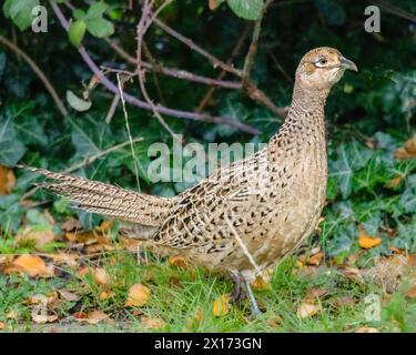 Faisans communs, Pheasant, visite d'un Bedfordshire Garden UK Banque D'Images