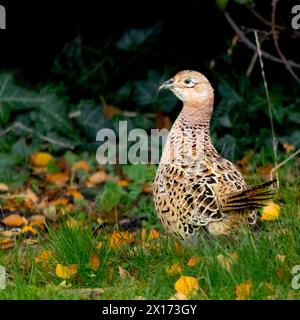 Faisans communs, Pheasant, visite d'un Bedfordshire Garden UK Banque D'Images