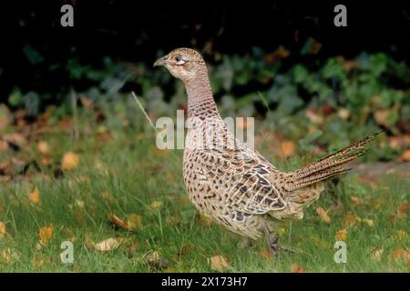 Faisans communs, Pheasant, visite d'un Bedfordshire Garden UK Banque D'Images