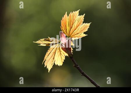 Feuilles de Sycamore nouvellement émergées (Acer pseudoplatanus) rétroéclairées par le soleil, Teesdale, comté de Durham, Royaume-Uni Banque D'Images