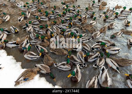 un grand nombre de canards sauvages flottant sur la rivière en hiver, les canards attendent de se nourrir pendant les gelées hivernales Banque D'Images