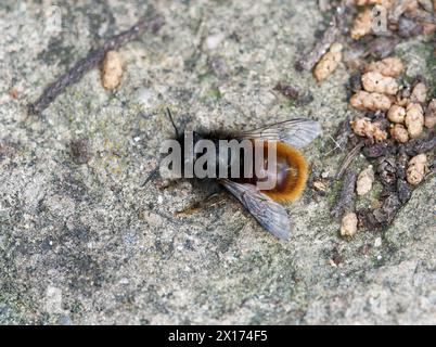 Abeille verger européenne, Gehörnte Mauerbiene, osmie cornue, Osmia cornuta, szarvas faliméh, Budapest, Hongrie, Magyarország, Europe Banque D'Images