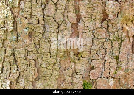 Gros plan sur l'écorce d'Un arbre Acer pseudoplatanus à Amsterdam pays-Bas 4-4-2024 Banque D'Images