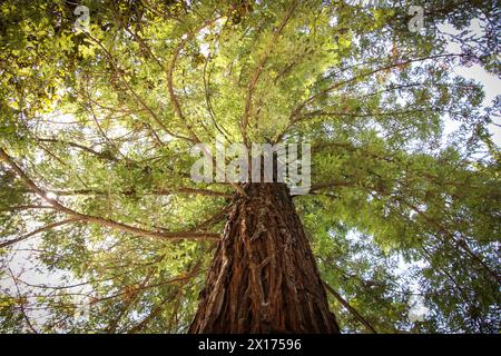 arbre feuillu avec tronc brun et branches vertes vu d'en bas Banque D'Images