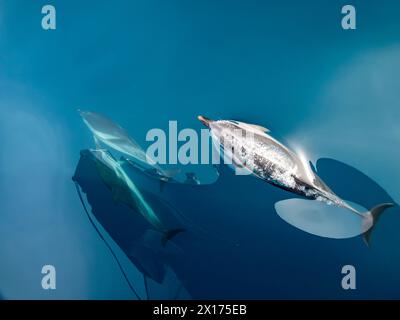 Un dauphin rayé respirant à la surface de la mer Banque D'Images