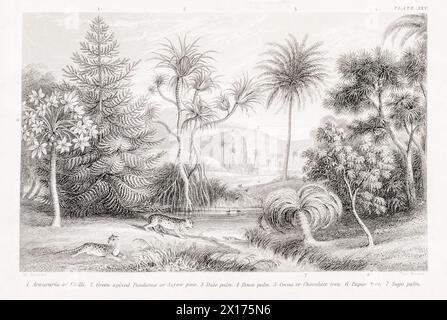 1872 photographie botanique victorienne dans William Rhind : Araucaria Screw-Pine & c. Avec date & Doum Palms, Theobroma tree, Pandanus & Sago Palm tous économiques Banque D'Images