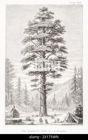 1872 photographie botanique victorienne à William Rhind : Mammouth Tree of California Wellingtonia gigantea = Sequoia. Exemple de conifères géants. Banque D'Images