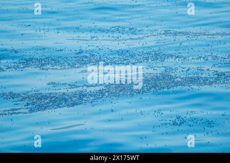 voile bleue velella velella hydrozoa méduses, flottant à la surface de la mer dans la mer bleue méditerranéenne Banque D'Images