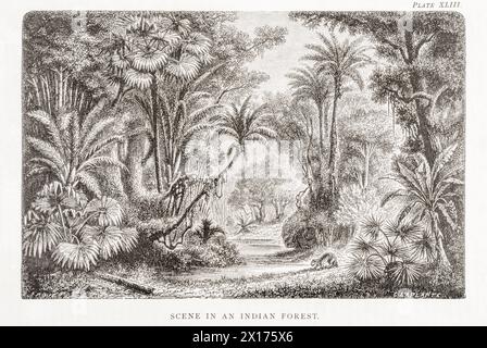 1872 photographie botanique victorienne à William Rhind : scène dans la forêt indienne. Palmiers et autre végétation de la jungle indienne. Banque D'Images