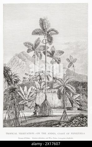 1872 photographie botanique victorienne à William Rhind : végétation tropicale, côte des Andes du Venezuela. Cire de palmier / Ceroxylon andicola & Iriartea altissima. Banque D'Images