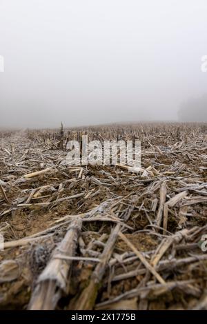 champ de maïs avec de la neige après la récolte, récolte de maïs mal récoltée restant pour l'hiver Banque D'Images