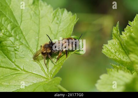 Abeille minière à gaz gris mâle et femelle, Andrena tibialis. Famille des abeilles minières, Andrenidae. Contrainte. Sur les feuilles de l'arbuste jostaberry Banque D'Images