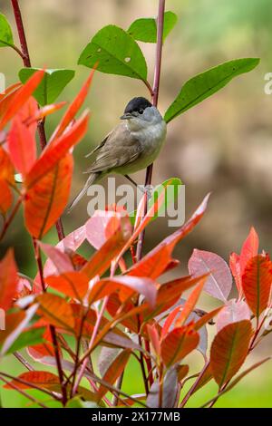 Casquette noire eurasienne (Sylvia atricapilla / Motacilla atricapilla) mâle adulte perché dans la brousse dans le jardin au printemps Banque D'Images