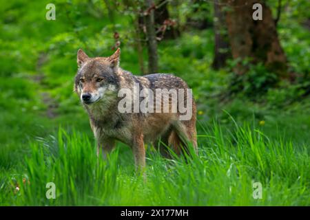 Loup eurasien solitaire / loup gris (Canis lupus lupus) chassant en forêt Banque D'Images