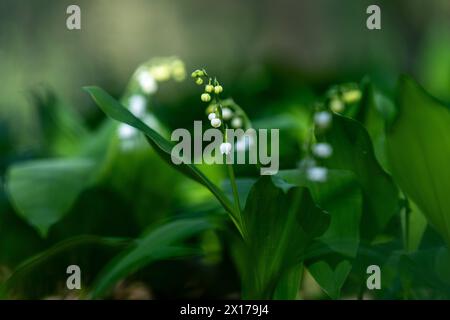 Maiglöckchen Im Wald Deutschland, Berlin-Grunewald : einige Stängel von Maiglöckchen stehen in voller Weißer Blüte. *** Lily de la vallée dans la forêt Allemagne, Berlin Grunewald quelques tiges de Lily de la vallée sont en pleine floraison blanche Banque D'Images