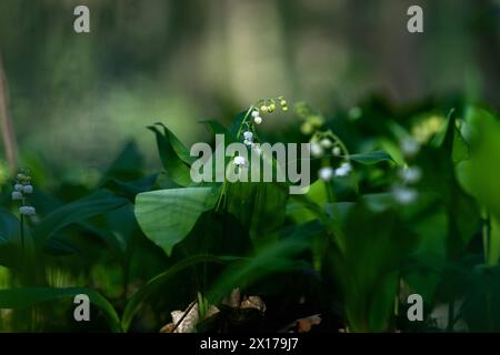 Maiglöckchen Im Wald Deutschland, Berlin-Grunewald : einige Stängel von Maiglöckchen stehen in voller Weißer Blüte. *** Lily de la vallée dans la forêt Allemagne, Berlin Grunewald quelques tiges de Lily de la vallée sont en pleine floraison blanche Banque D'Images