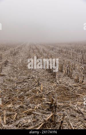 champ de maïs avec de la neige après la récolte, récolte de maïs mal récoltée restant pour l'hiver Banque D'Images